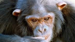 Nu mai suntem unici! O abilitate caracteristică omului, descoperită la cimpanzei şi urangutani