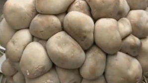 O ciupercă uriaşă a fost descoperită în China. Ar putea fi o specie neştiută până acum (VIDEO)