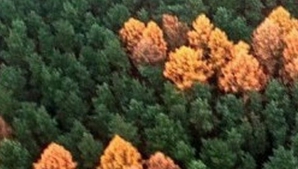 Mister descoperit după 80 de ani, într-o pădure. Cum au apărut copacii care imită SVASTICA hitlerisă