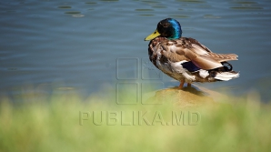 Cer noros, dar fără precipitaţii astăzi în ţară