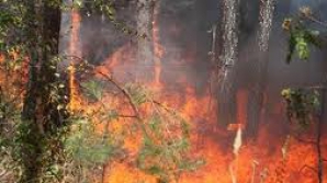 Incendii de vegetaţie în Londra.  Autorităţile au emis AVERTIZARE de caniculă