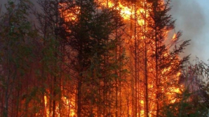 Incendiile de pădure fac ravagii în statul California. Cel puţin 10 case au fost făcute scrum