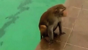 Maimuţa care poate înota ca o adevărată profesionistă VIDEO