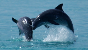Delfinii sălbatici folosesc "nume" pentru a comunica între ei