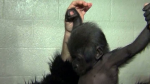 Un pui de gorilă, crescut de oameni, are o nouă mamă. Îngrijitorii au jucat rolul de primate timp de cinci luni