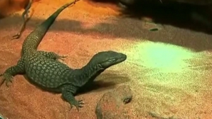 Cameleoni, şerpi, şopârle şi un pui de alligator au fost furaţi din cel mai vechi terariu din Australia