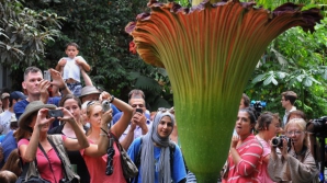 O floare foarte rară a înflorit la Washington (VIDEO)