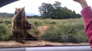 Politeţea unui urs. Vezi gestul pe care l-a făcut animalul VIDEO
