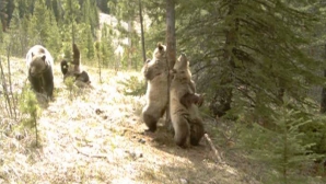 NO COMMENT! Cum se zbenguie urşii în pădure VIDEO