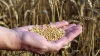 Agricultorii cer demonopolizarea pieţei şi liberalizarea exporturilor de grâu. Ce spun autorităţile