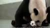 Întâlnire emoţionantă între mama-panda şi puiul ei (VIDEO)