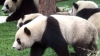 Urşii panda din rezervaţia naturală din Sichuan pot fi urmăriţi online non-stop