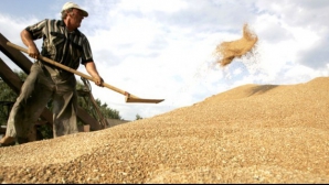 Recolta din acest an la grâu este cea mai bună din ultimii 10 ani, spune ministrul Agriculturii, Vasile Bumacov