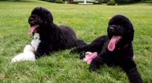 Casa Albă are un nou membru. Căţeluşa Sunny îi va ţine companie patrupedului Bo