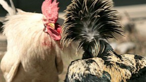 Fiica regelui Mihai şi soţul ei, arestaţi în SUA pentru organizarea ilegală a unor lupte de cocoşi