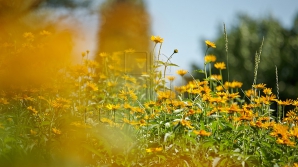 Mâine vremea va fi frumoasă, iar în următoarele zile va fi mai cald