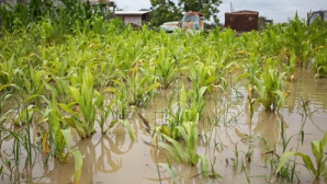 Fermierii care au avut de suferit de pe urma grindinei vor beneficia de ajutoare. Câţi bani vor primi de la stat