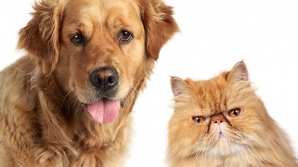 Eveniment rar în lumea animală: Un câine labrador a salvat viaţa unei pisici