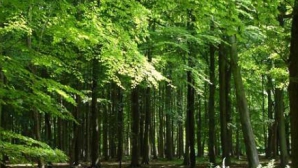 Pădurile din Europa absorb tot mai puţin dioxid de carbon, susţin cercetătorii