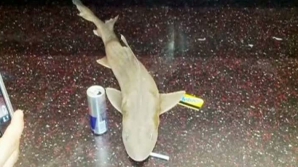 "Pasager" neobişnuit în metroul din New York. Un rechin mort a fost găsit într-un vagon