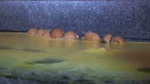 Fermierii francezi au distrus 100 de mii de ouă în faţa unui oficiu fiscal. Protestele se vor repeta în fiecare zi (VIDEO)