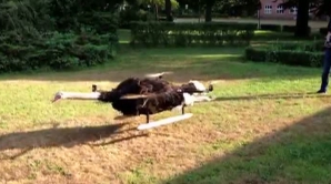 Incredibil! A transformat un struţ într-un aparat de zbor, care este manevrat cu o telecomandă