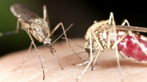 Atacul unui ţânţar văzut la microscop. Oamenii de ştiinţă au filmat întreg procesul (VIDEO)