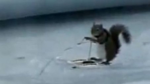 Surprinzător! O veveriţă face schi nautic într-o piscină VIDEO