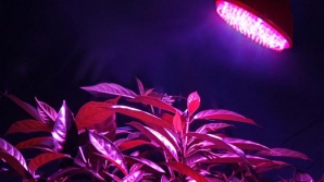 Experimentul inedit al unui american. "Lumina de diferite culori face fructele şi legumele mai gustoase"