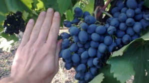 Ce spun fermierii despre ameninţarea Rusiei privind un eventual embargo la fructele şi legumele din Moldova