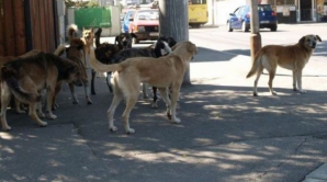 Un micuţ de patru ani a fost sfâşiat de câinii vagabonzi