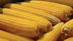 După vinuri şi mere, a venit rândul cerealelor. Un lot de porumb ce urma să ajungă la Moscova, întors din drum