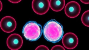 A fost creată o bacterie ce poate distruge celulele canceroase