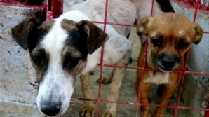 Maidanezii vor fi EUTANASIAŢI în România, dacă nu îi va adopta nimeni timp de 14 zile
