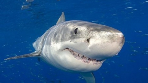 Cel mai mare MONSTRU MARIN prins vreodată în Marea Britanie. Animalul a târât pescarul în larg şapte km VIDEO 