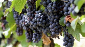 Ploile taie din preţul şi calitatea strugurilor (VIDEO)