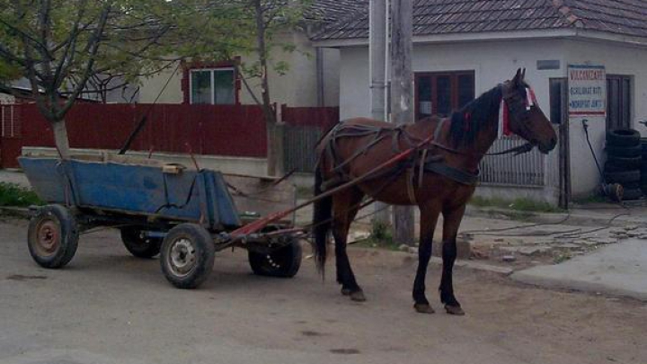 10 accidente rutiere au avut loc în ultimele 24 de ore! Un bărbat a murit pe loc, fiind lovit de un cal