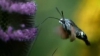 STUDIU: Declinul insectelor poate duce la un colaps catastrofal al ecosistemelor naturale