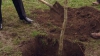 Haideţi să sădim un arbore! O campanie de plantare a copacilor se va desfăşura astăzi în toată ţara