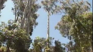 UIMITOR! Zăcăminte minuscule de aur, descoperite ascunse în frunzele copacilor de eucalipt din regiunea Kalgoorlie