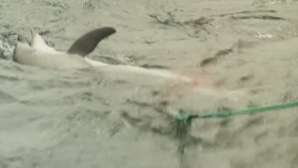IMAGINI ŞOCANTE! Delfini tăiaţi de vii şi folosiţi drept momeală pentru rechini