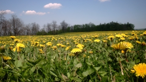Un câmp cu flori din România - cadou pentru prinţul George al Marii Britanii