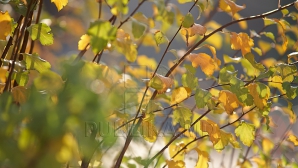 Vreme frumoasă, dar cu temperaturi în scădere în următoarele şapte zile