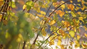 Începem săptămâna cu vreme frumoasă şi până la 21 de grade în termometre