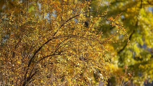 METEO: Vreme cu soare şi până la 22 de grade în termometre