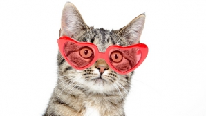 Cum văd pisicile. Imaginile care surprind lumea prin ochii felinelor