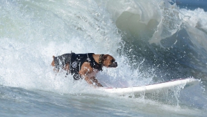 Concurs INEDIT: Zeci de câini au făcut surfing pe o plajă din California (VIDEO)