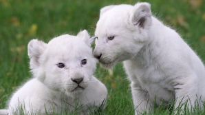 Doi pui de lei albi, arătaţi pentru prima dată publicului din Coreea de Sud