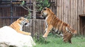 Ţara în care nu vor mai fi grădini zoologice. Guvernul a decis să elibereze toate animalele