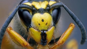 Tot mai mulţi chinezi mor în urma înţepăturilor de viespi. Numărul deceselor a ajuns la 41 